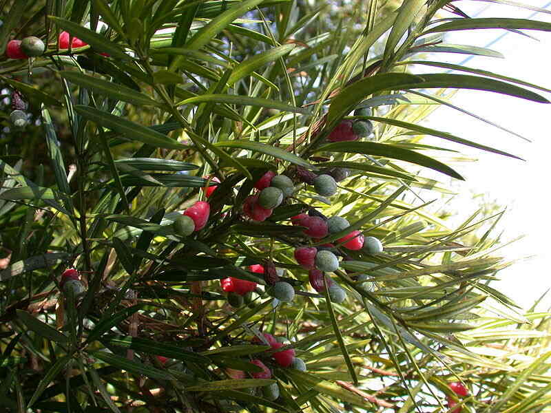Yew Plum Pine