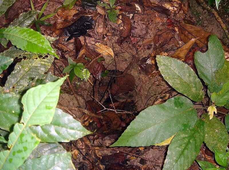 Disused Armadillo burrow
