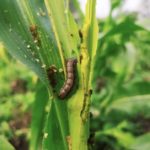 How to Get Rid of Armyworms in the Garden