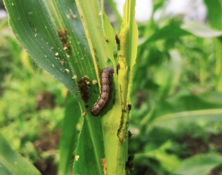 Fall armyworm caterpillar feeding on young maize leaves, with visible frass and damage around the corn plant whorl.