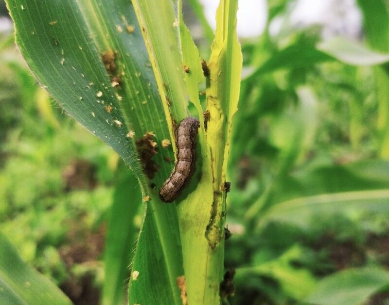 fall armyworm damage