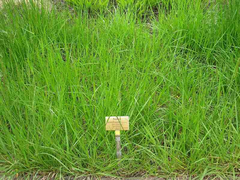 Fall Fescue