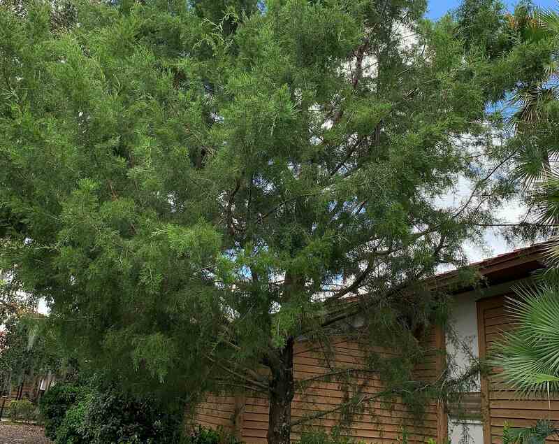  Juniperus virginiana var. silicicola