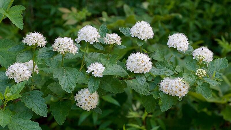 Physocarpus_opulifolius