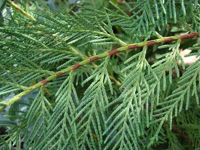 Cupressus × leylandii