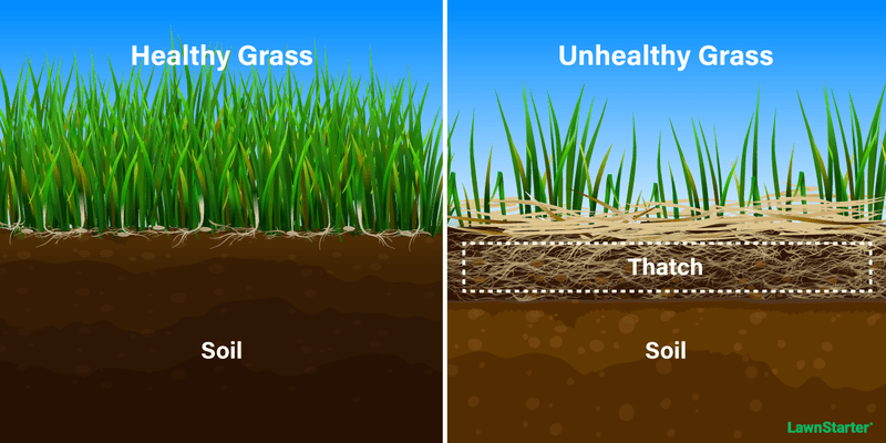 Healthy grass versus unhealthy grass with a lot of thatch
