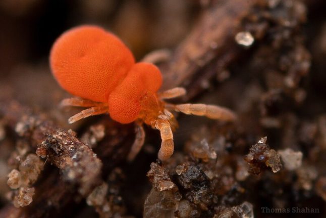 How to Get Rid of Chiggers in Your Yard