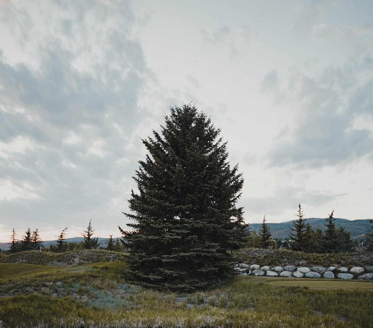 Pine