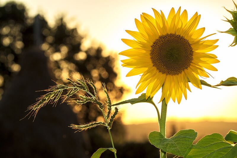 Yellow flower