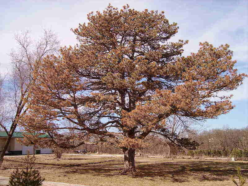 Dying, Off, Color Pine Needles Normal in Autumn, Colorado State Forest  Service