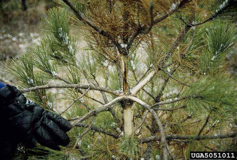 how to save a dying austrian pine tree