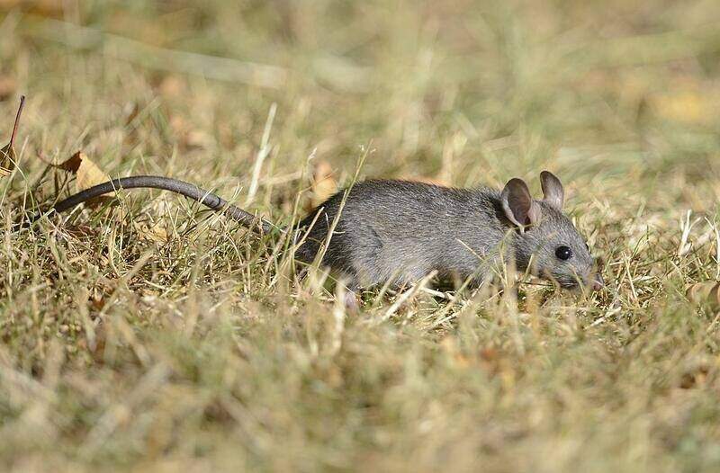 Norway Rat