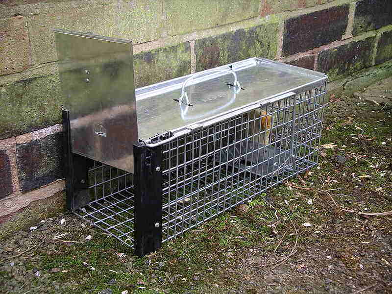 Rat Trap