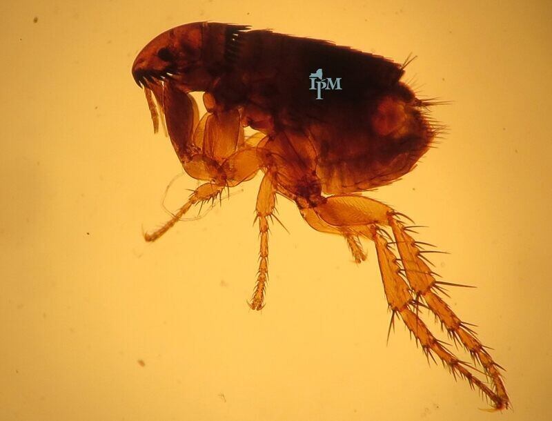 Greenhead flies: The bug that just won't die - The Boston Globe