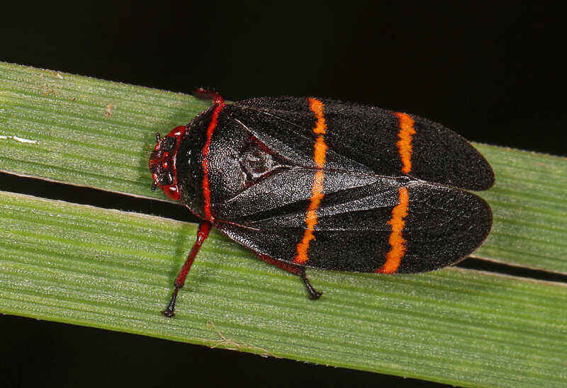 two lined spittlebug