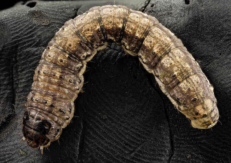 Cutworm sitting