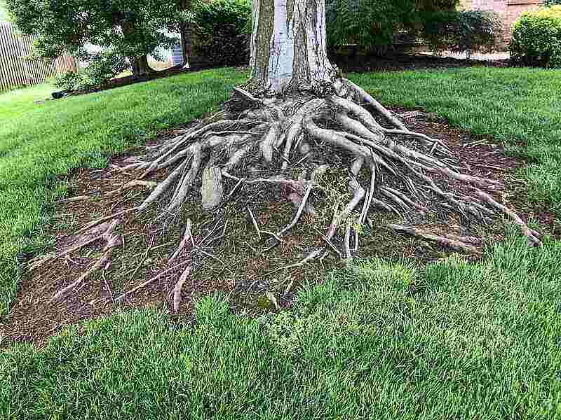 Tree roots elevating surface