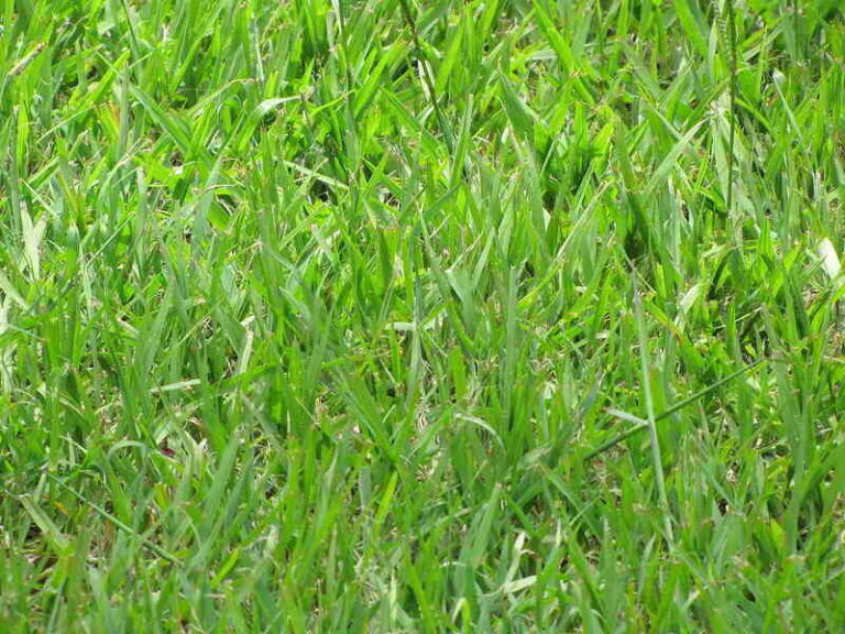 Bahiagrass Lawn Maintenance Guide