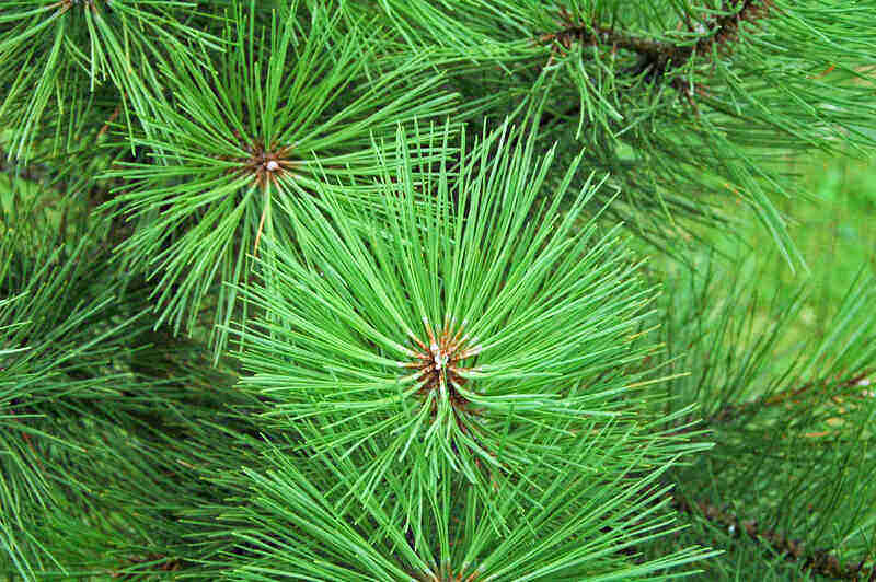 Pinus ponderosa (ponderosa pine)