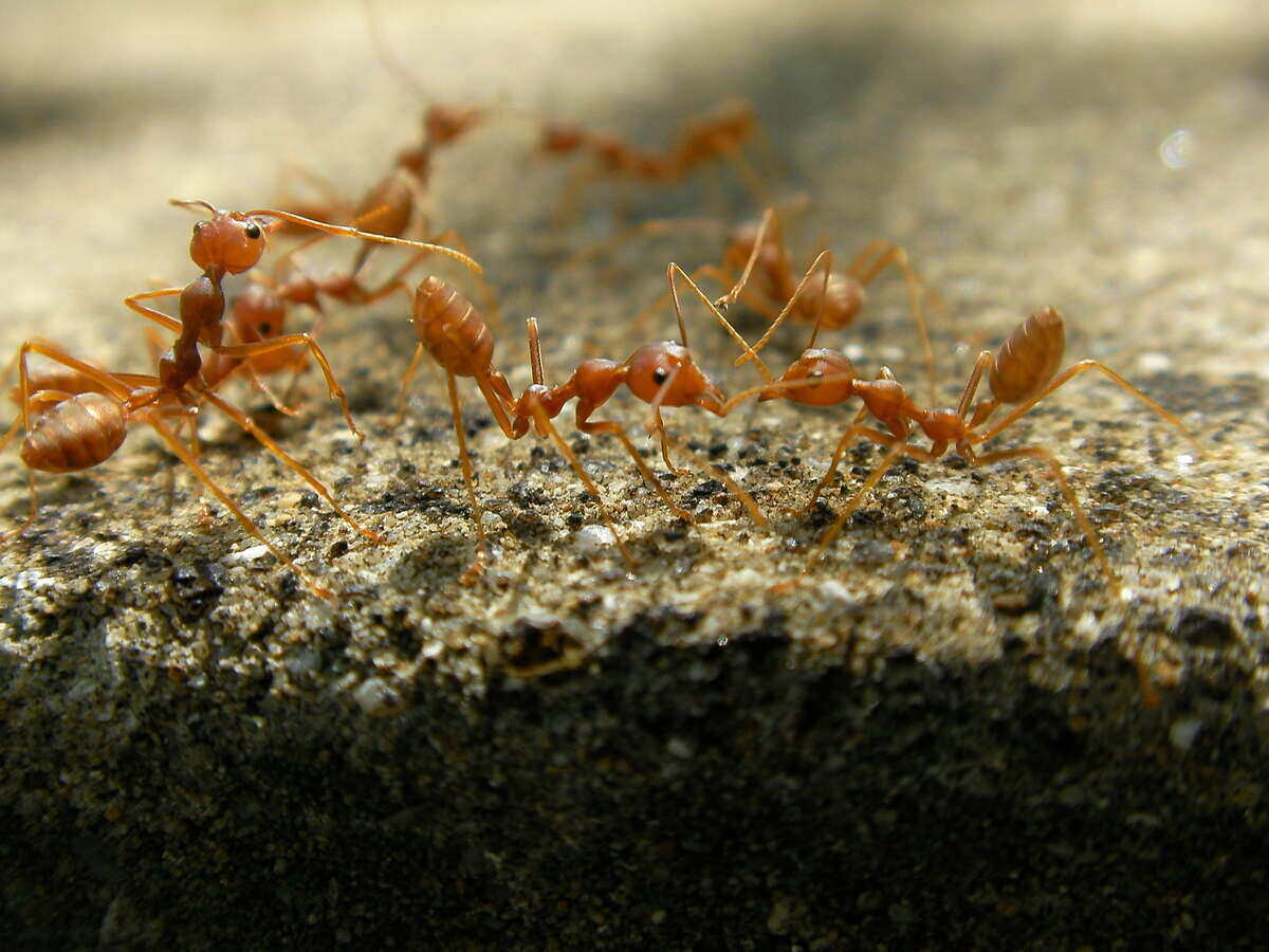 Fire Ants