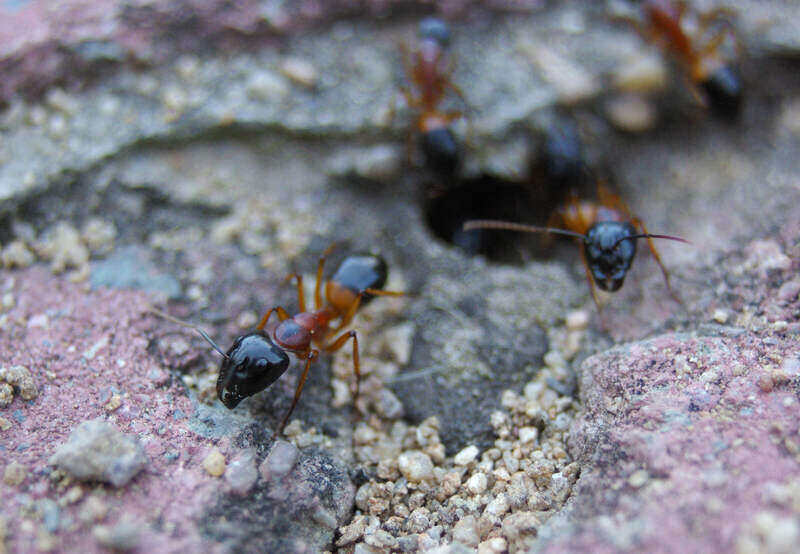 Sugar Ants