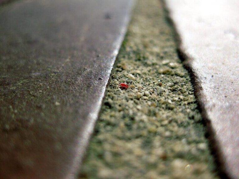 How to Get Rid of Chiggers in Your Yard