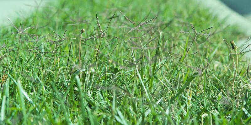 closeup of Bermuda Grass