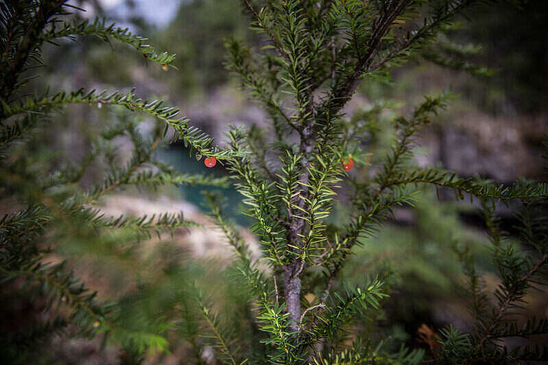 Yew