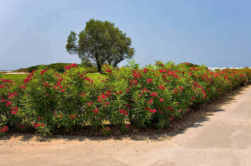 Living Fence