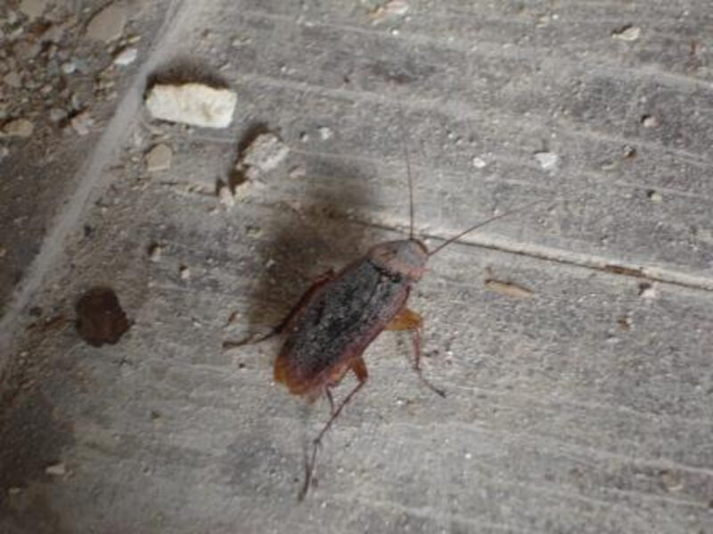 Palmetto bug