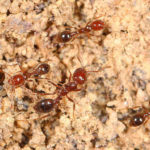 How to Get Rid of Fire Ants in Orlando