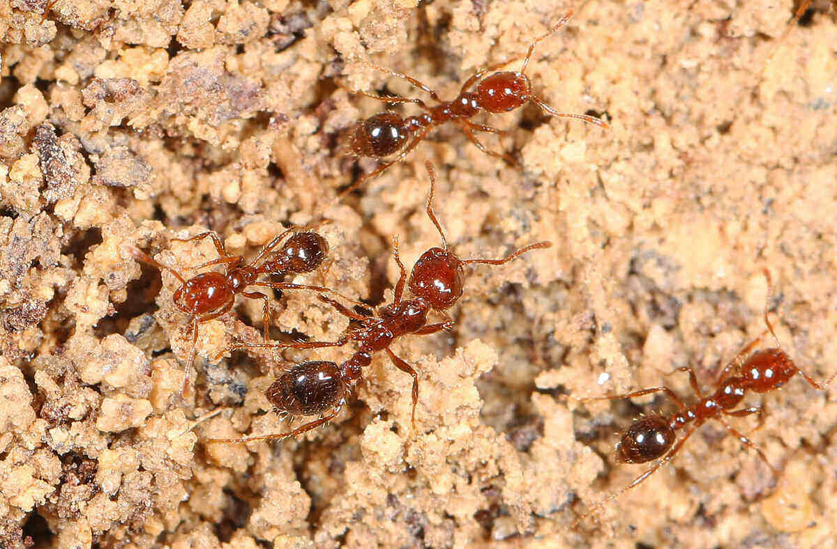 Fire ants