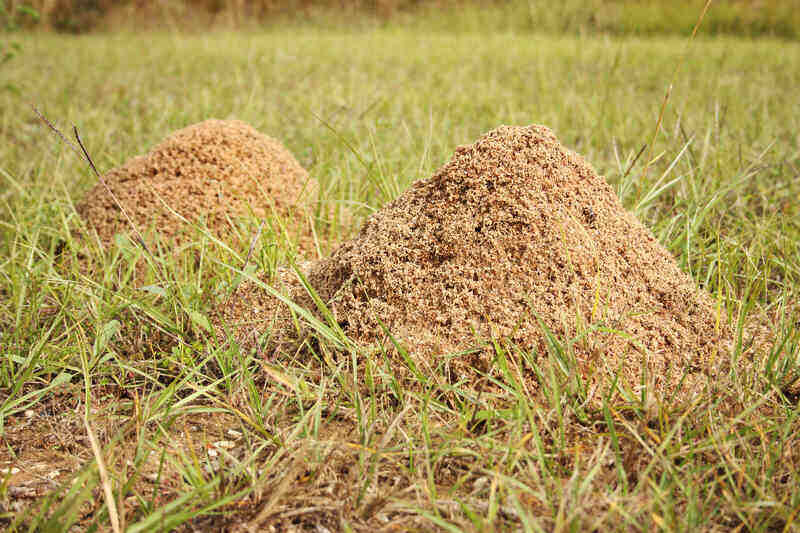 Fire ant mound