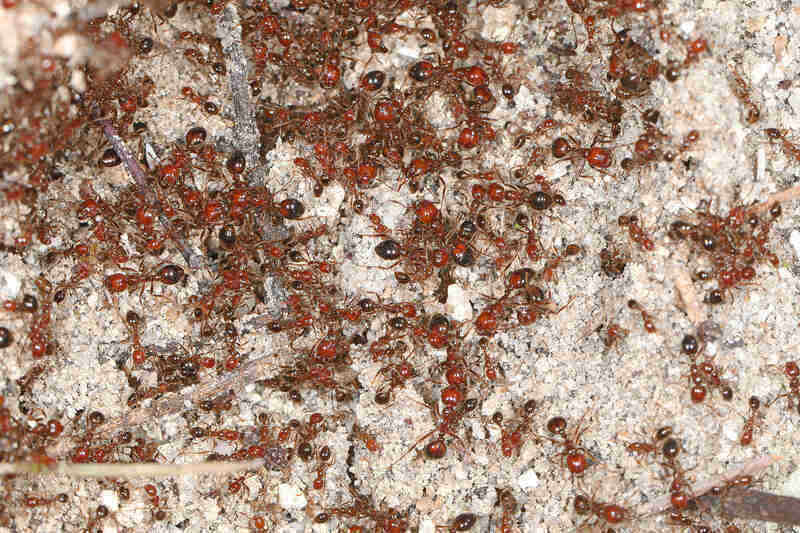 Group of fire ants