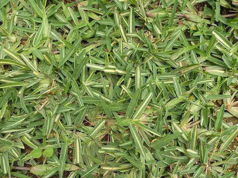 Close-up image of St. Augustinegrass