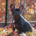 How to Choose the Best Fence for Your Dog