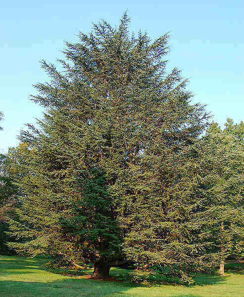 Cedar