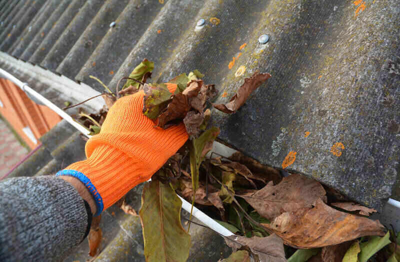 A man in gloves is cleaning a blocked rain gutter attached to the asbestos roof by removing fallen leaves, debris, dirt and moss to avoid roof gutter problems and water damage.