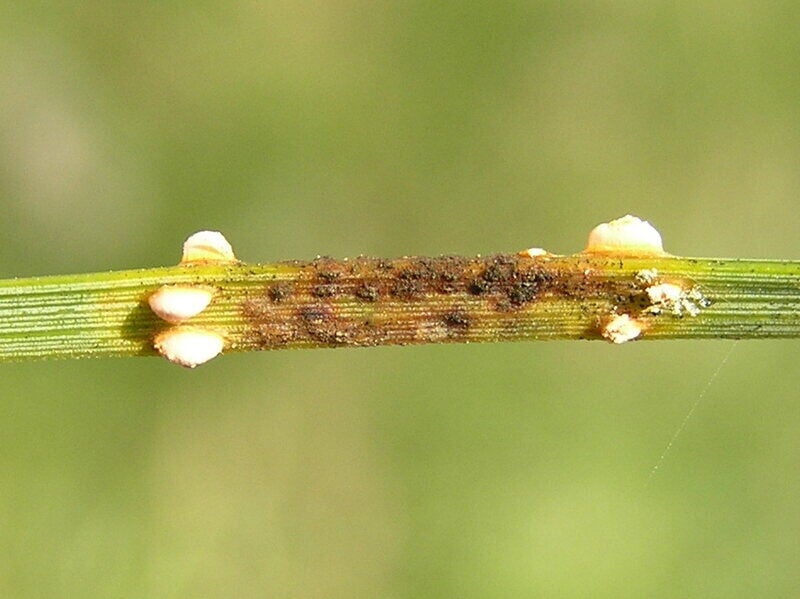 Needle Rust