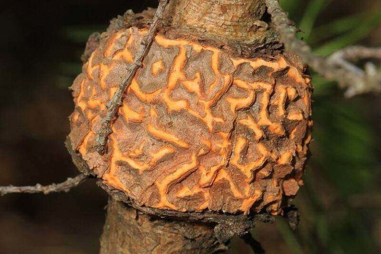 Pine Tree Diseases and How to Treat Them