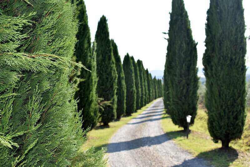 Cypress Tree