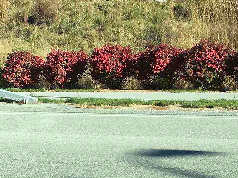 euonymus_bushes_ballston_spa_new_york