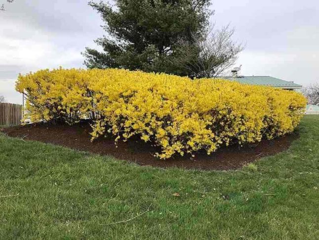 forsythia_bushes_blooming