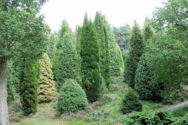 Leyland Cypress