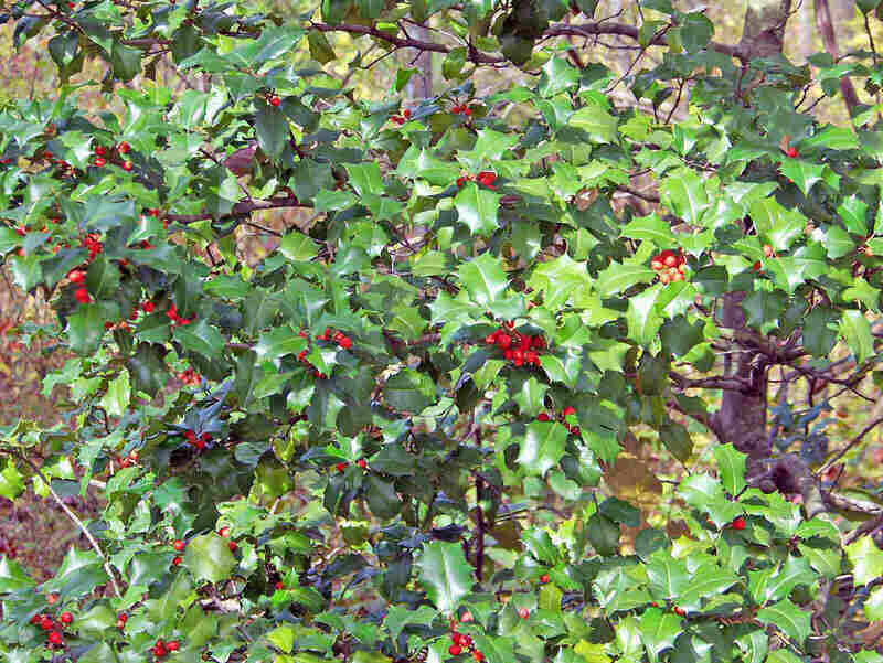 holly-bush