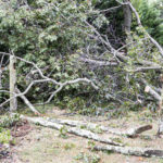 How to Clean Up Your Yard After a Hurricane: What You Need to Know