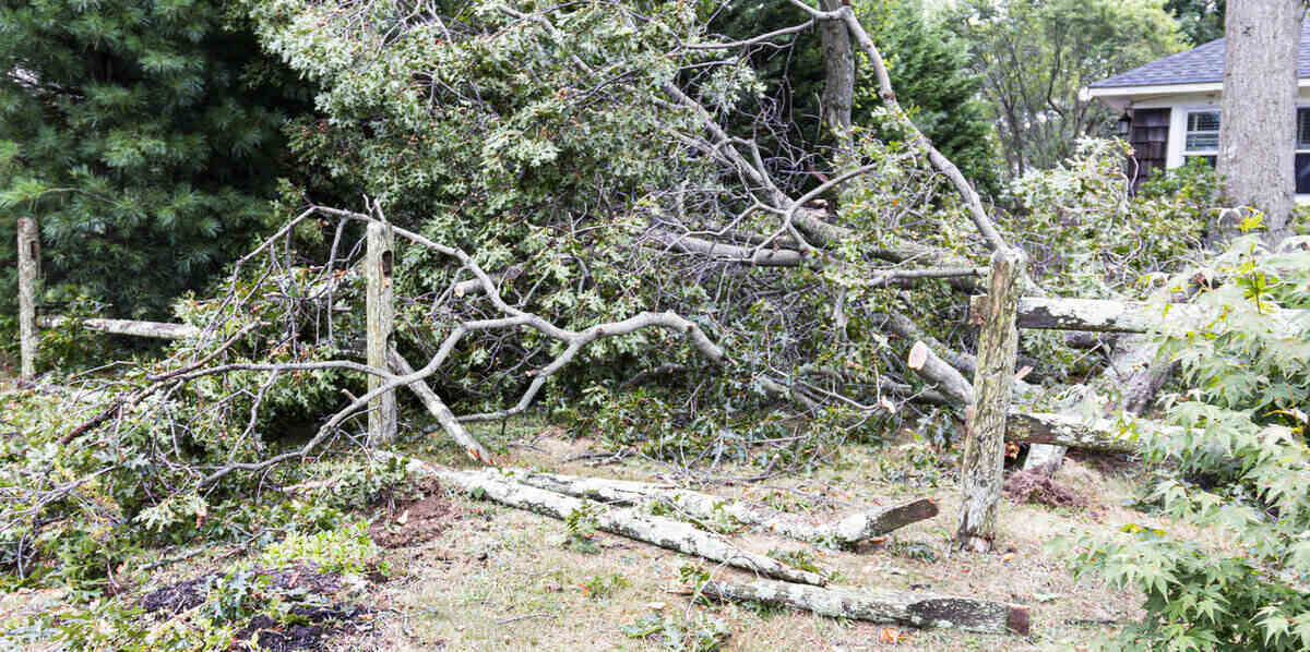 clean up your yard after a hurricane