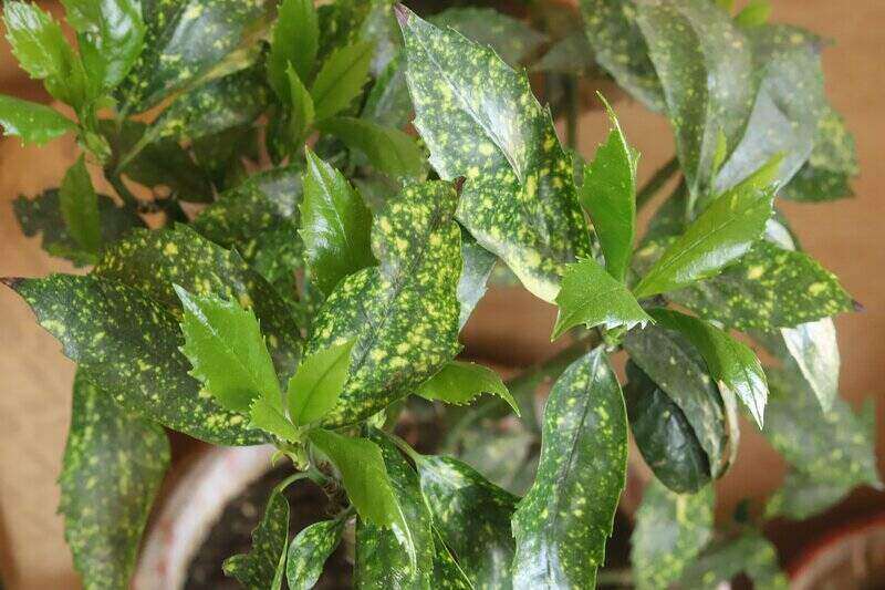 Japanese Laurel