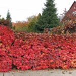 What is a Living Fence and How Do You Grow One?