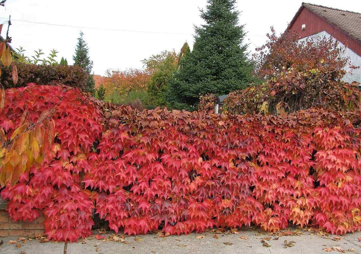 You can create your own living fence by planting trees and shrubs in close rows, interlocking their branches to create a boundary and privacy screen.